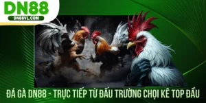 Đá Gà DN88 - Trực Tiếp Từ Đấu Trường Chọi Kê Top Đầu